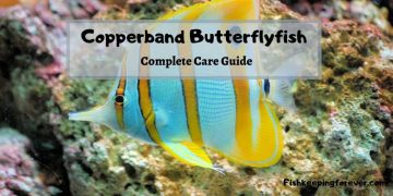 copperband butterflyfish