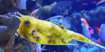 loghorn cowfish lifespan