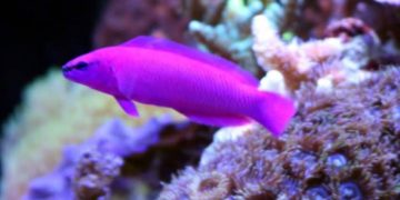 orchid dottyback
