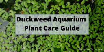 duckweed