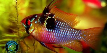 female ram cichlid