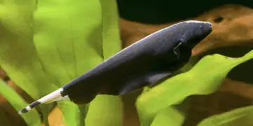 ghost knife fish