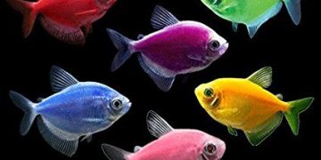 Glofish