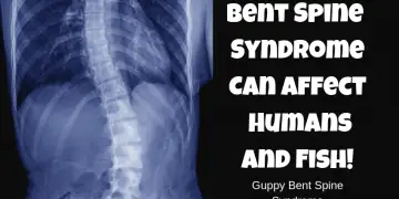 guppy bent spine