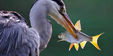 heron eating a fish