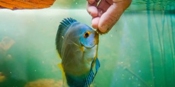 discus fish feeding