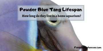 powder blue tang