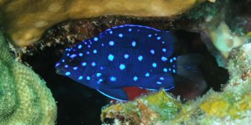 jewel damselfish-fishleepingforever