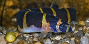 kuhli loach