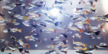 are guppy schooling fish