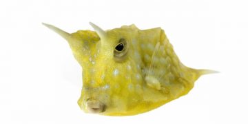 Longhorn cowfish facts