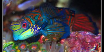 mandarin dragonet