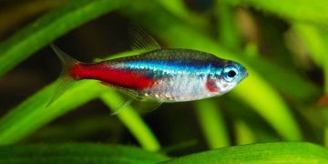 neon tetra