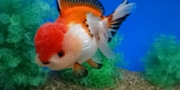 oranda goldfish ultimate guide