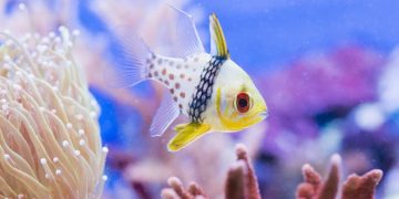 pajama cardinalfish