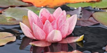 7 perfect pond plants