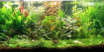 planted aquarium