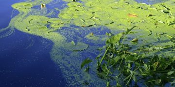 pond algae