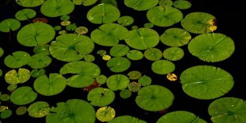 pond plants