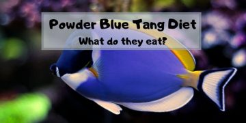 powder blue tang