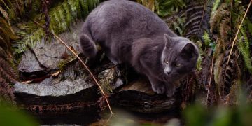 cat near a pond