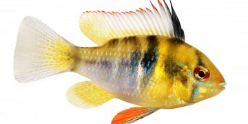 ram cichlid types