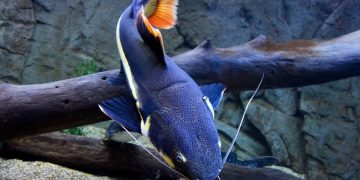 redtail catfish featured image