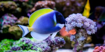 powder blue tang