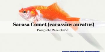 sarasa comet (carassius auratus)