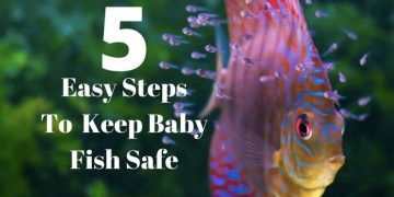 baby fish image