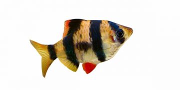 tiger barb image for a complete care guide
