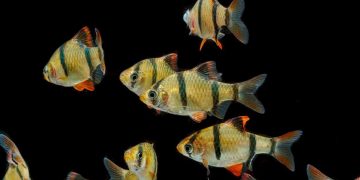 school of tiger barbs