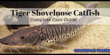 tiger shovelnose catfish complete care guide