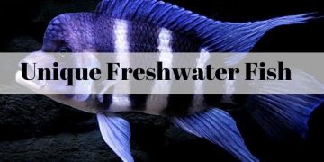 unique-freshwater-fish