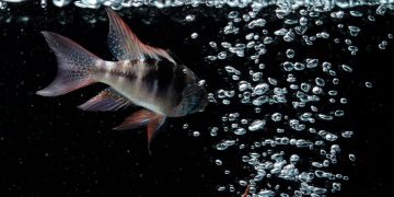 what do ram cichlids eat?