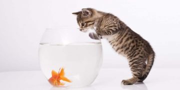 why are cats attracted to goldfish